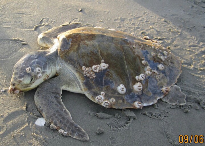 바다거북에 기생하는 따개비 | 인스티즈