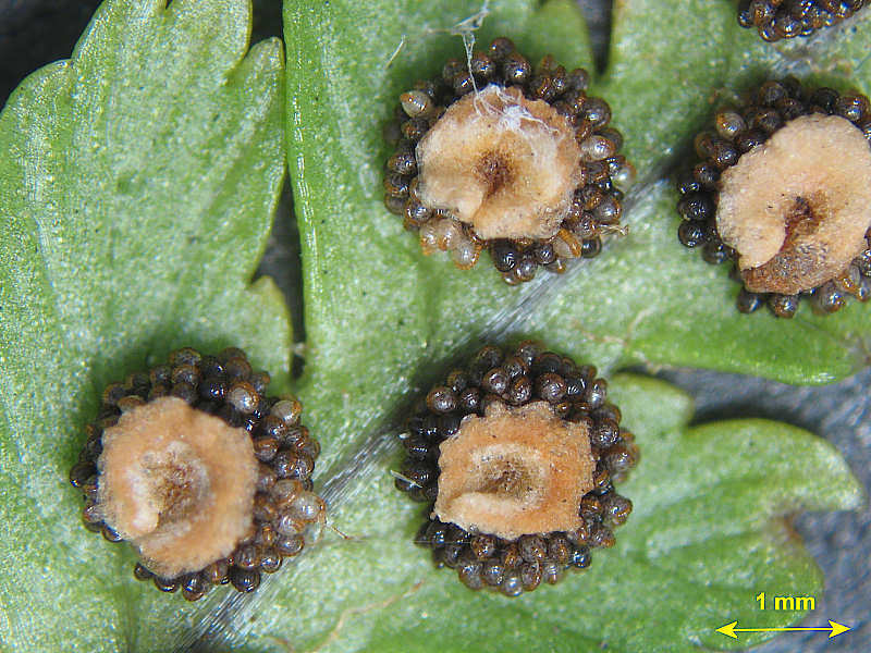 우리가 흔히 먹는 고사리 나물..... (환공포증주의) +추가 | 인스티즈