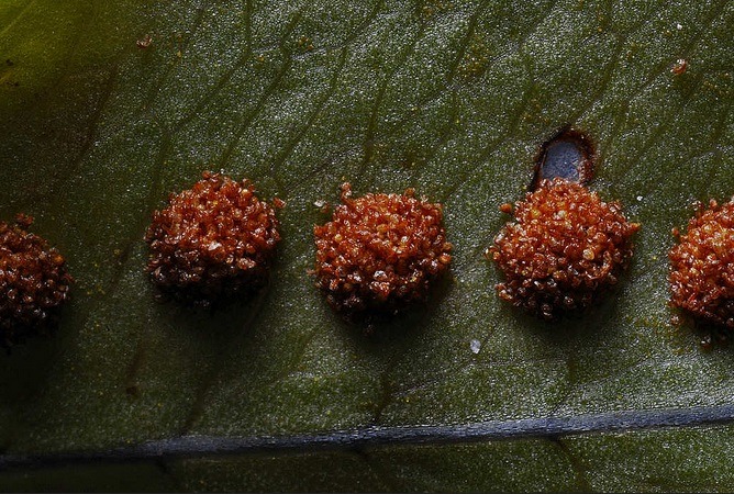 우리가 흔히 먹는 고사리 나물..... (환공포증주의) +추가 | 인스티즈