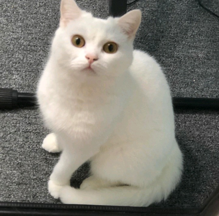 갓건배가 키우는 고양이 소금이 | 인스티즈