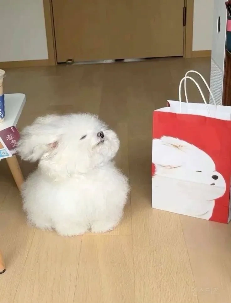 포장지 모델 자기랑 닮았다며 따라하는 애 | 인스티즈