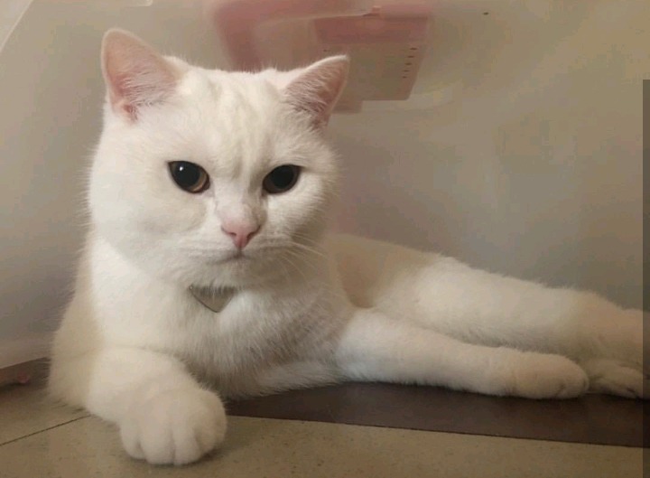 갓건배가 키우는 고양이 소금이 | 인스티즈