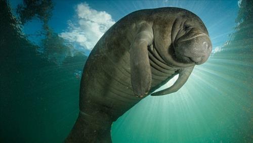 공룡은 실제로 어떻게 생겼을까? 공룡 복원도를 믿기 힘든 이유 | 인스티즈