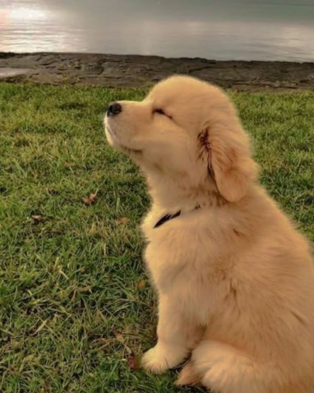 행복바이러스 골댕이 모음 | 인스티즈