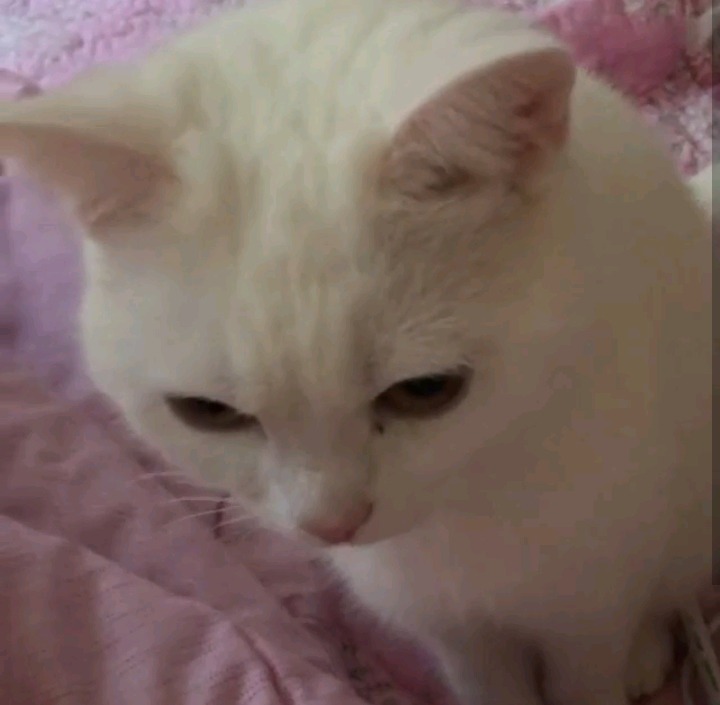 갓건배가 키우는 고양이 소금이 | 인스티즈