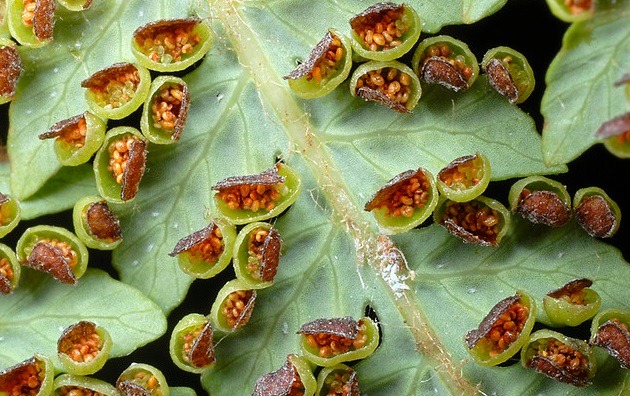 우리가 흔히 먹는 고사리 나물..... (환공포증주의) +추가 | 인스티즈