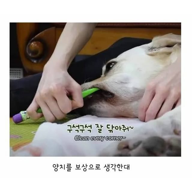 깔끔한 걸 좋아하는 리트리버 | 인스티즈