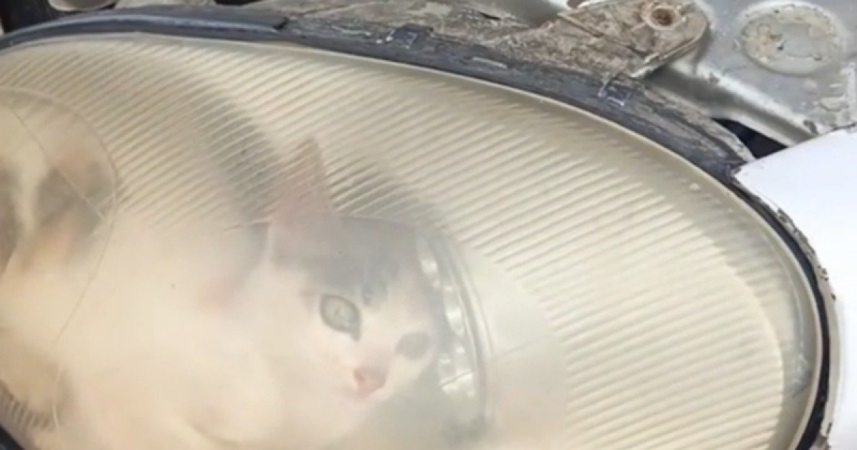 "어쩌다 거기 들어갔어"… 자동차 헤드라이트 안에 갇힌 아기 고양이 구한 정비사 | 인스티즈