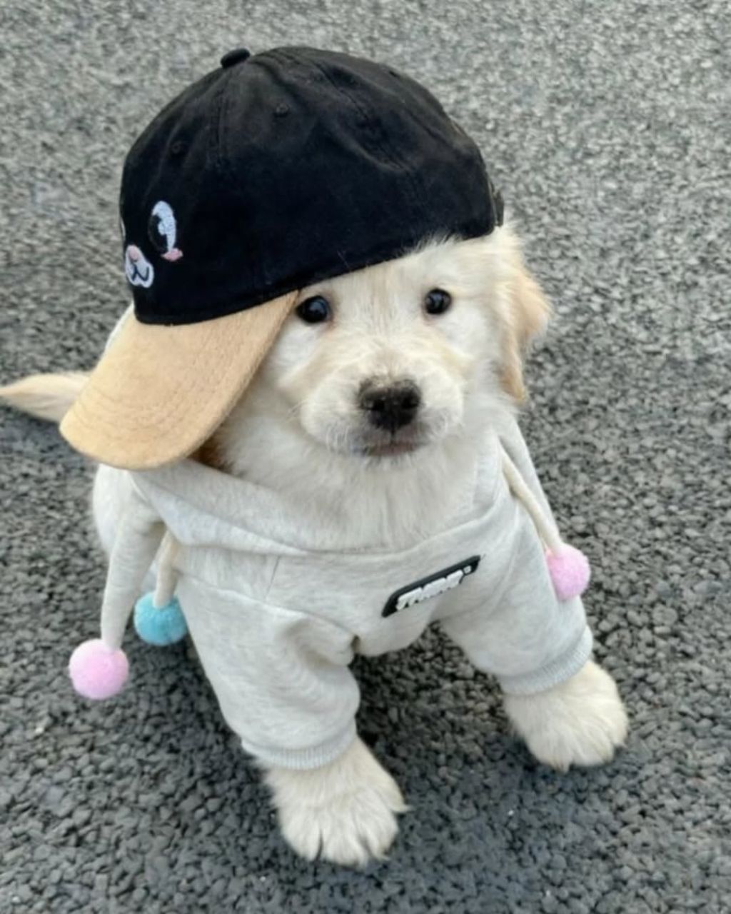 행복바이러스 골댕이 모음 | 인스티즈