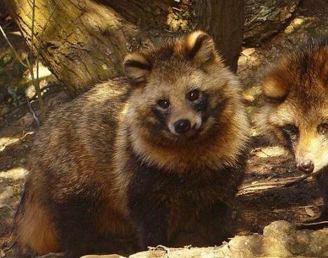 우리가 흔히 너구리로 알고있는 애들의 진실 | 인스티즈