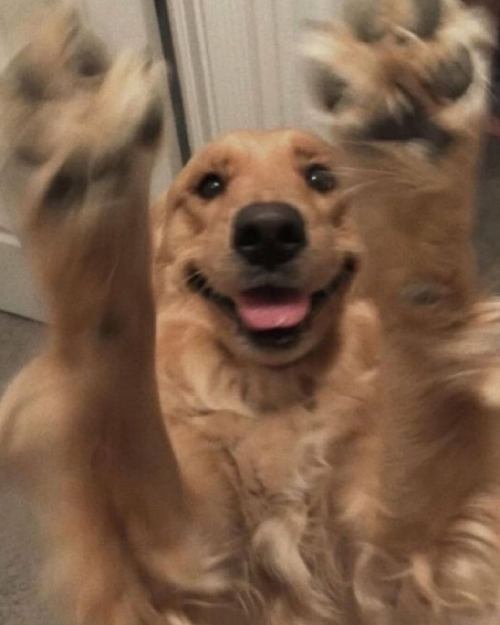 행복바이러스 골댕이 모음 | 인스티즈