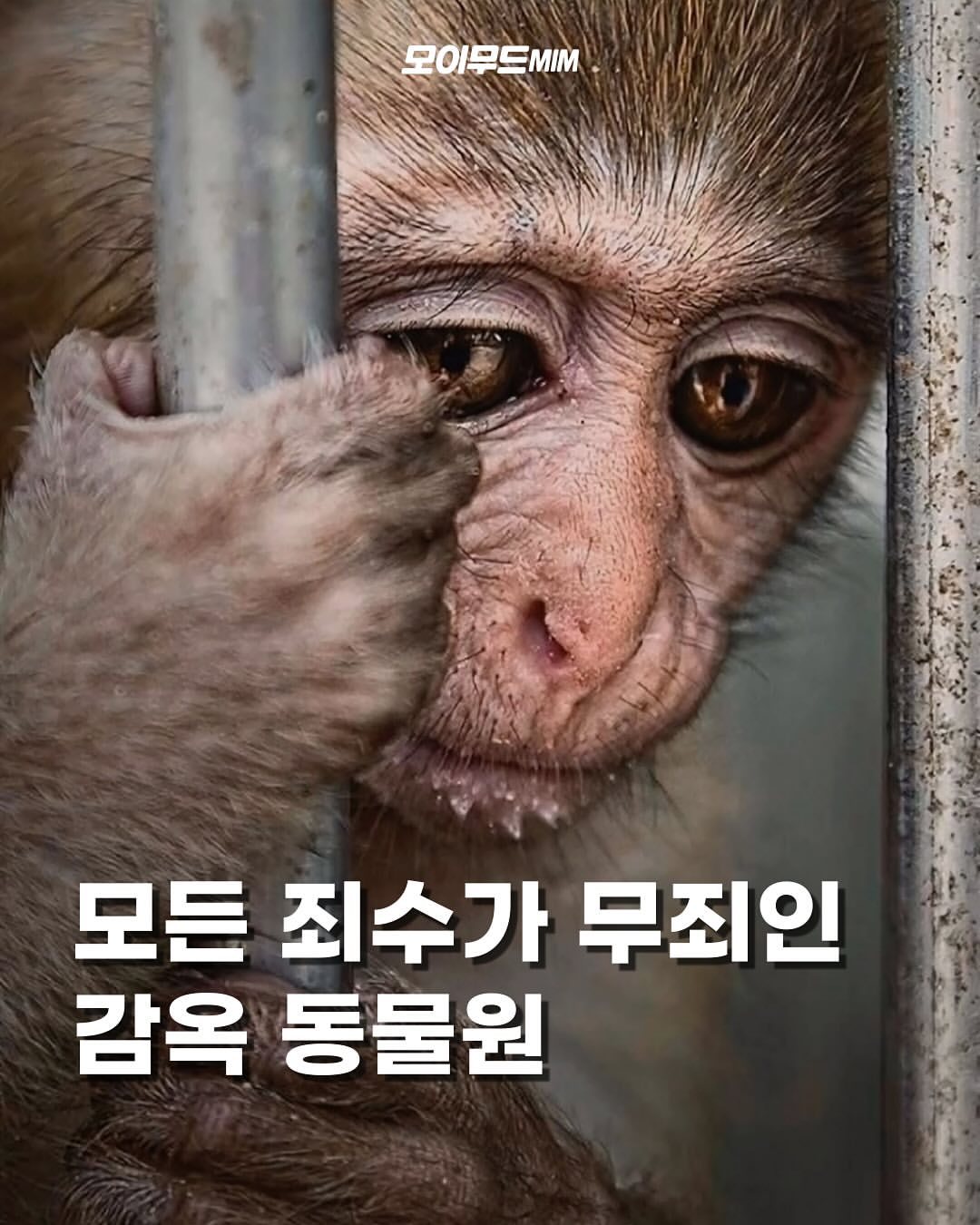 동물원은 지구상에서 모든 죄수가 무죄인 감옥이다 | 인스티즈