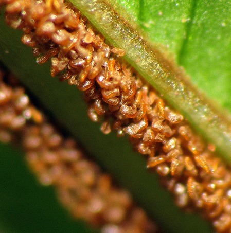우리가 흔히 먹는 고사리 나물..... (환공포증주의) +추가 | 인스티즈