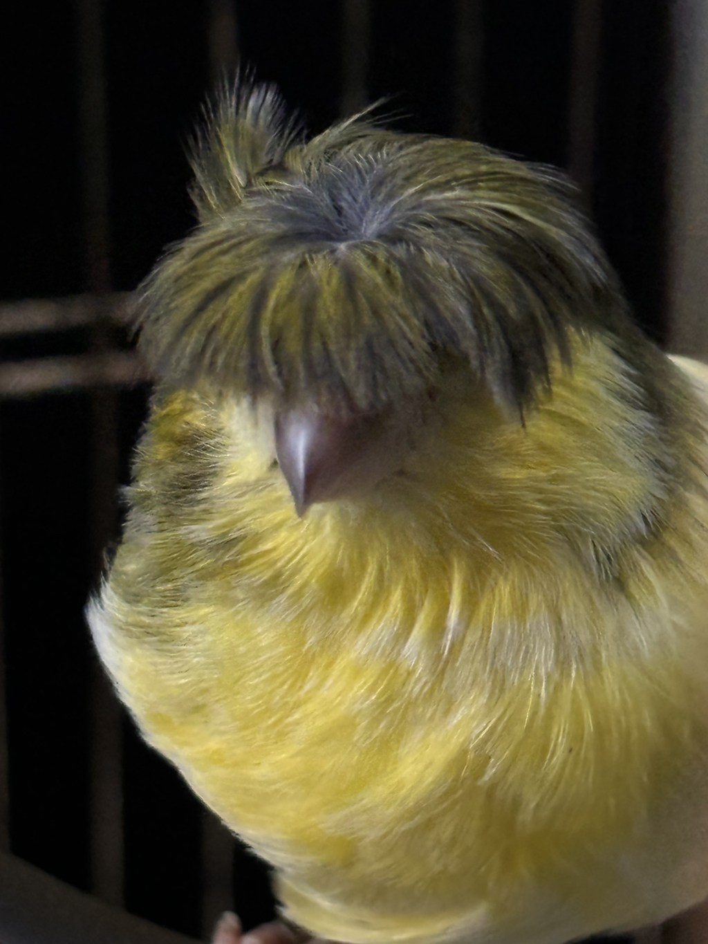 엄마 아는분께 카나리아 받아왓는데 | 인스티즈