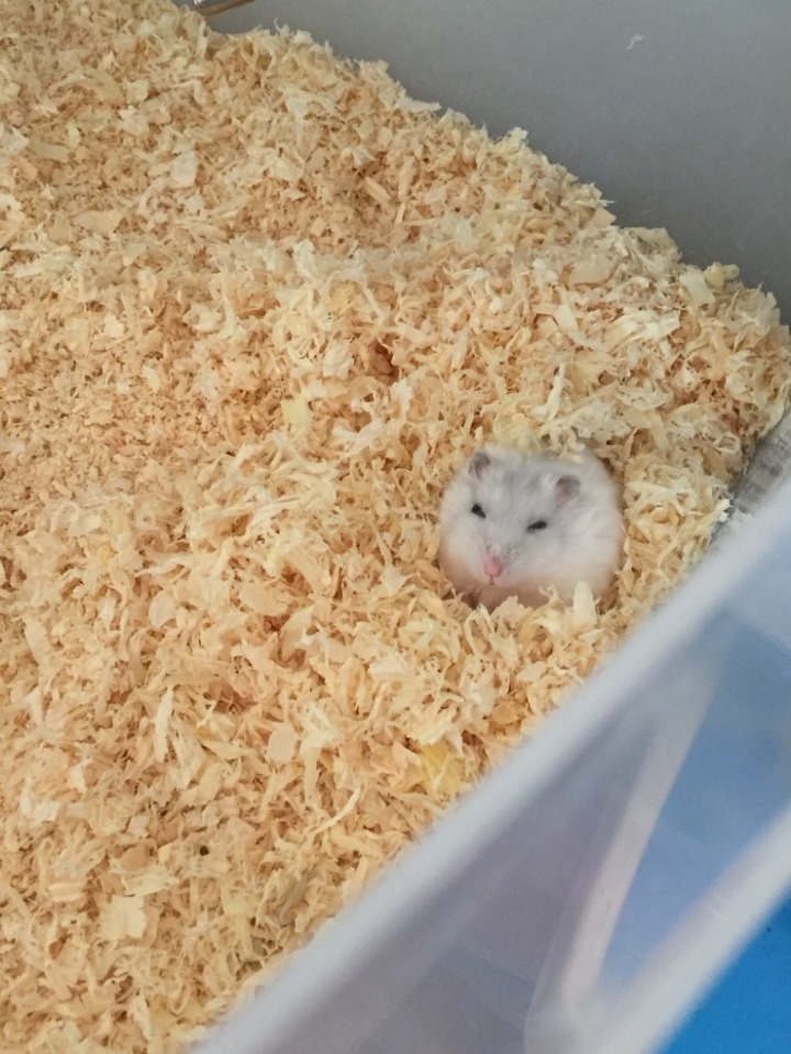 아기 햄스터들의 성장 과정 | 인스티즈