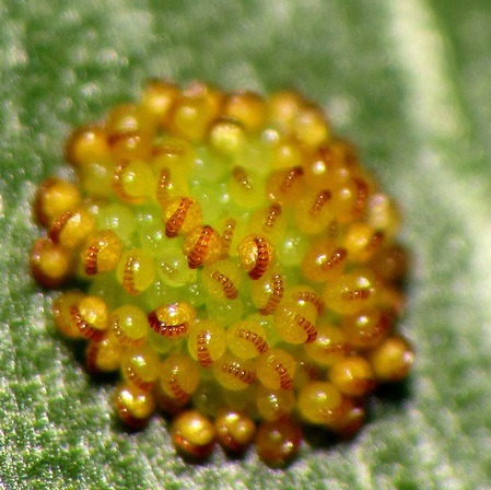 우리가 흔히 먹는 고사리 나물..... (환공포증주의) +추가 | 인스티즈