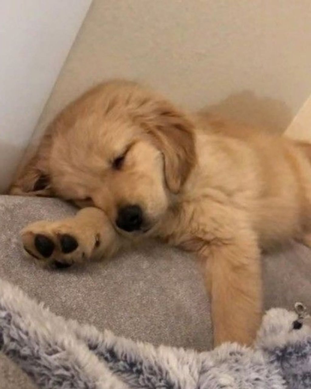 행복바이러스 골댕이 모음 | 인스티즈