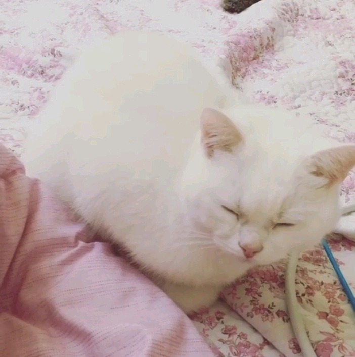 갓건배가 키우는 고양이 소금이 | 인스티즈