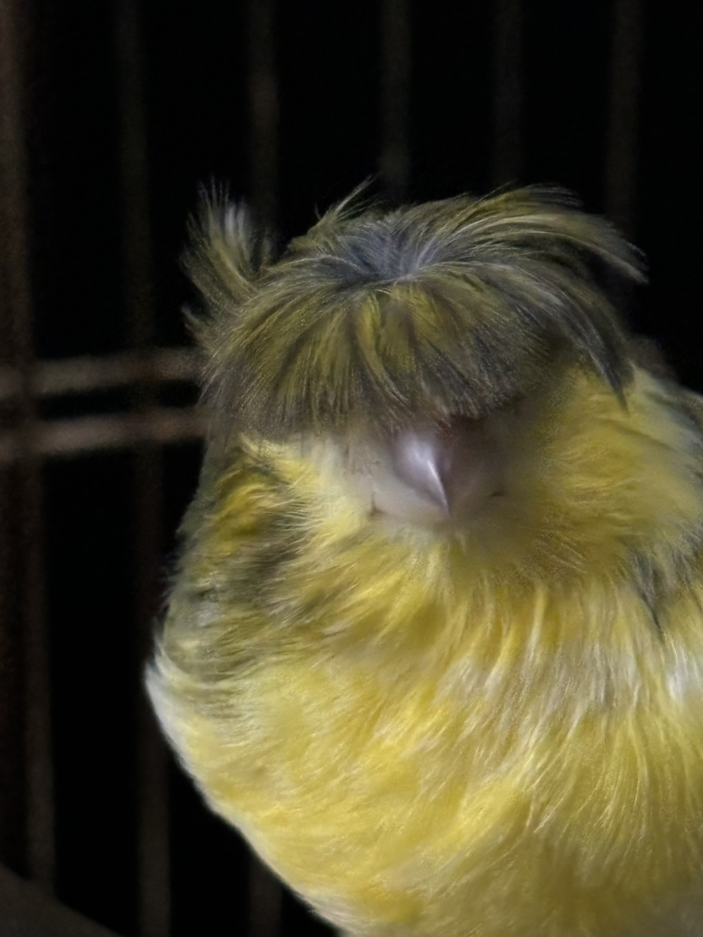 엄마 아는분께 카나리아 받아왓는데 | 인스티즈