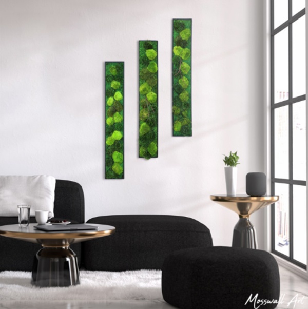 아니 누가 대체 이끼를 돈 주고 사서 인테리어 제품으로 씀?; | 인스티즈