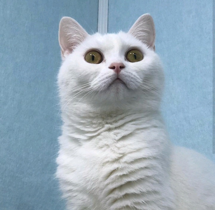 갓건배가 키우는 고양이 소금이 | 인스티즈