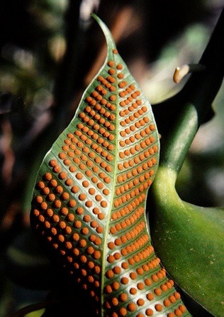 우리가 흔히 먹는 고사리 나물..... (환공포증주의) +추가 | 인스티즈