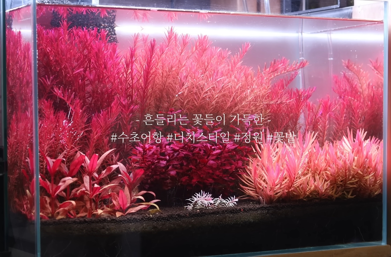 시간 + 돈 + 미감 + 부지런함을 요구하는 취미 | 인스티즈