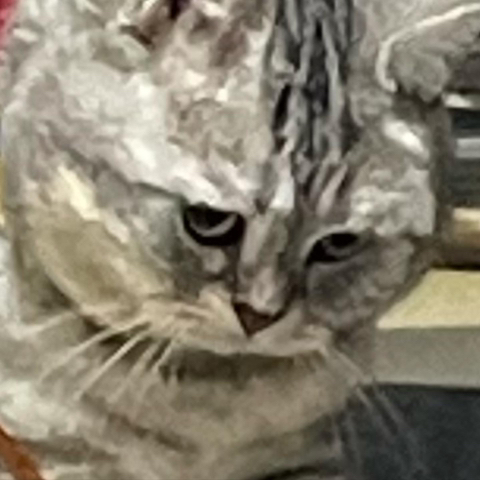 고양이 키워보니까 개 똑똑해 | 인스티즈