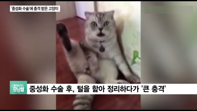 고양이의 대한 지식이 많았던 조선시대 | 인스티즈