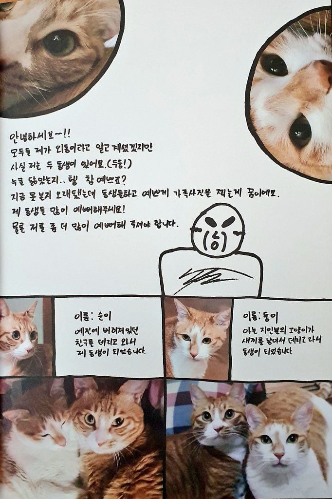 스트레이키즈 리노가 키우는 고양이 세마리.jpg | 인스티즈
