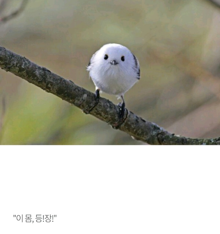 세계가 인정한 한국의 귀여움 | 인스티즈