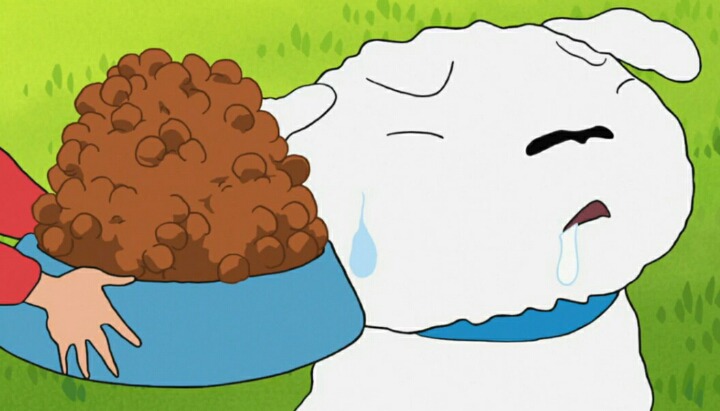 살찐 흰둥이의 다이어트 | 인스티즈