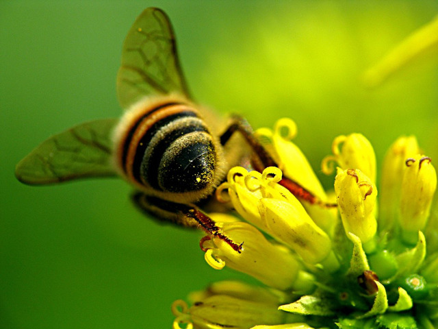 꿀벌 엉덩이 모음.jpg | 인스티즈