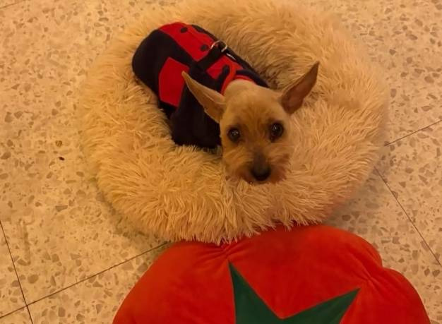 "이미 죽은 줄 알았어요"…6년 전 잃어버린 반려견이 돌아왔다 | 인스티즈