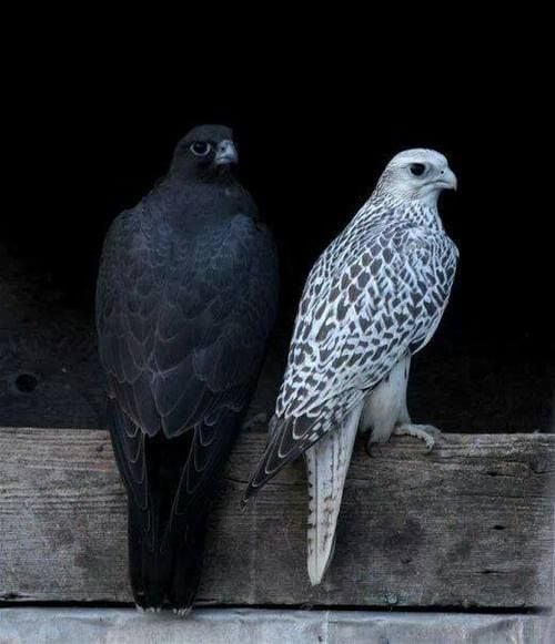  알비노의 반대, 멜라니즘(melanism) 동물들 | 인스티즈