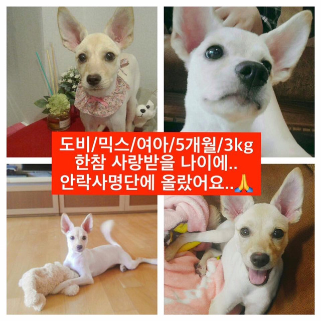 안락사명단 19마리 강아지 고양이 보고가줘..ㅠㅠ | 인스티즈