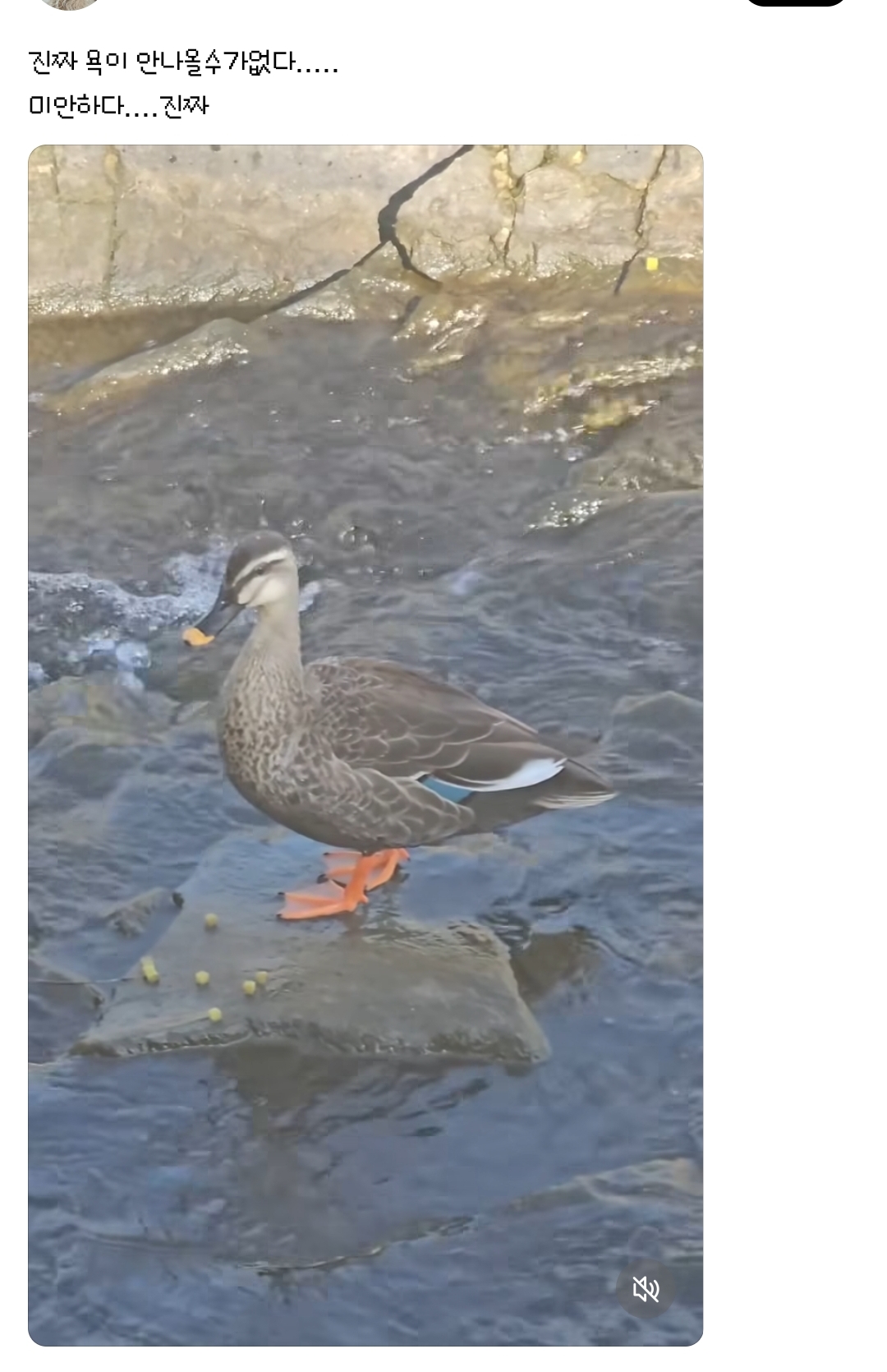 강에다가 스펀지를 누가 대량으로 버려서 난리가 남 | 인스티즈