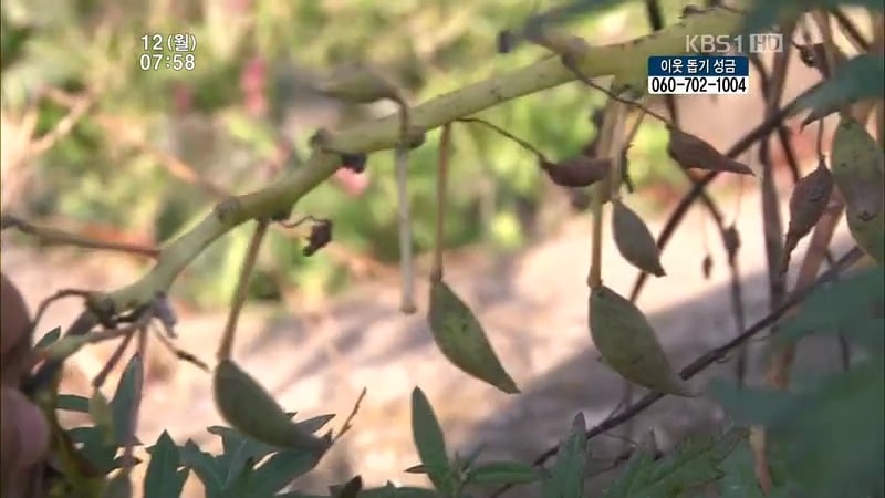 [인간극장] 우리 엄마는 할머니 1부 (감자 주의보 발령!!!) | 인스티즈