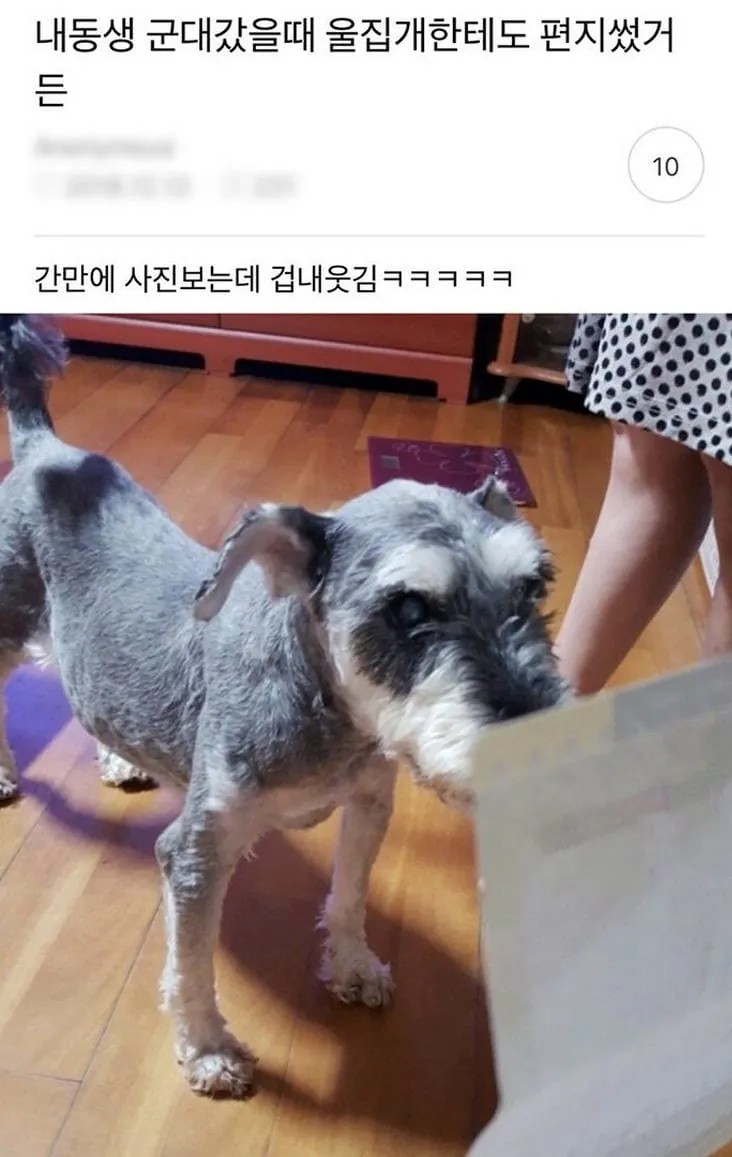 군대 간 동생이 자기집 강아지에게 쓴 편지 | 인스티즈
