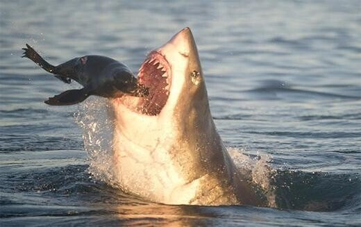 겉모습만 보고 판단하면 안되는 상어들 | 인스티즈