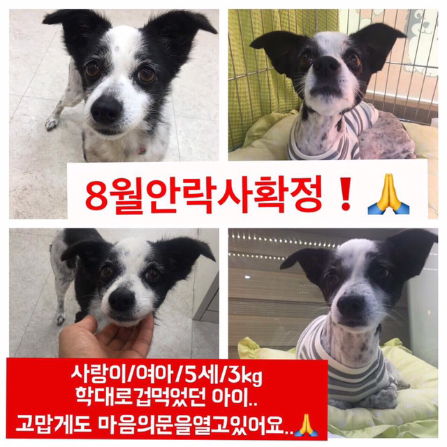안락사명단 19마리 강아지 고양이 보고가줘..ㅠㅠ | 인스티즈