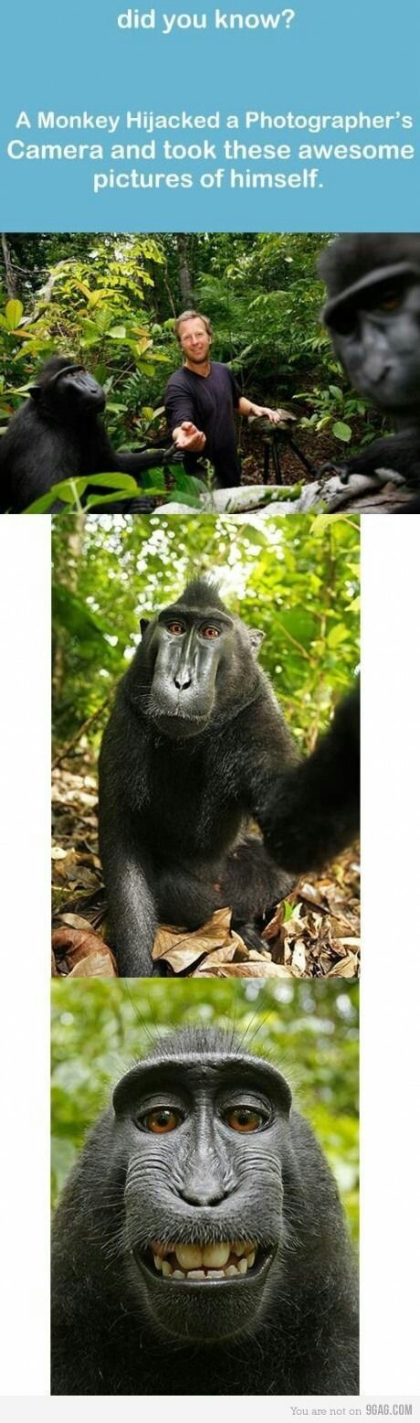 원숭이가 카메라를 뺏어가서 찍은 사진.jpg | 인스티즈