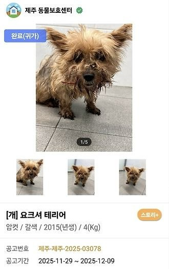 "이미 죽은 줄 알았어요"…6년 전 잃어버린 반려견이 돌아왔다 | 인스티즈