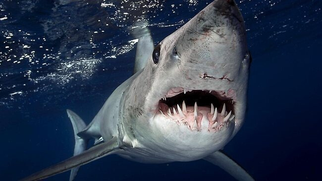 겉모습만 보고 판단하면 안되는 상어들 | 인스티즈