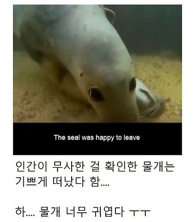 인간이 수영 못 한다고 생각한 물범 | 인스티즈
