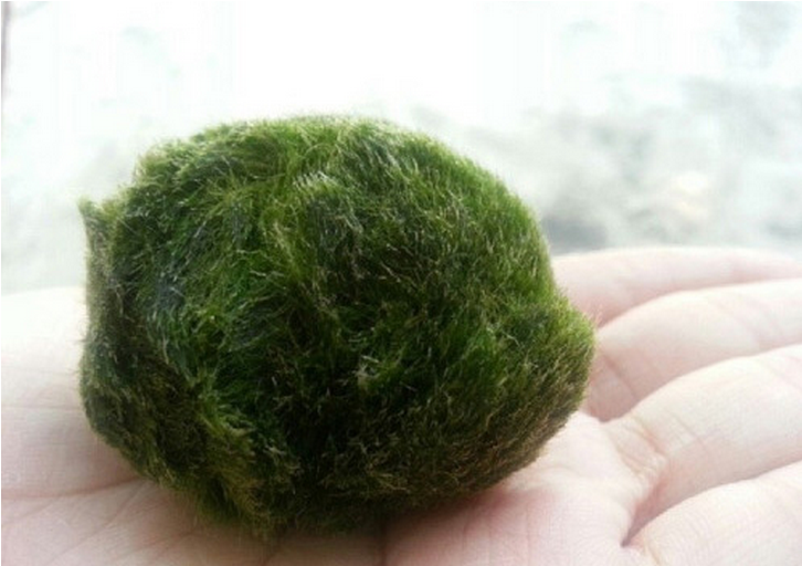 요즘 핫하다는 마리모, 잘 키우는 10가지 방법 | 인스티즈