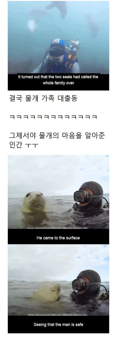 인간이 수영 못 한다고 생각한 물범 | 인스티즈