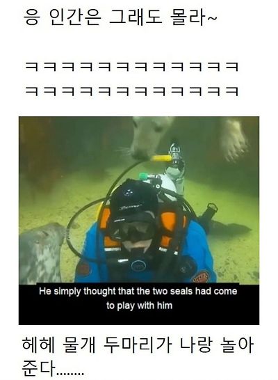 인간이 수영 못 한다고 생각한 물범 | 인스티즈