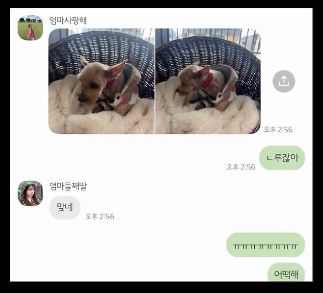 "이미 죽은 줄 알았어요"…6년 전 잃어버린 반려견이 돌아왔다 | 인스티즈