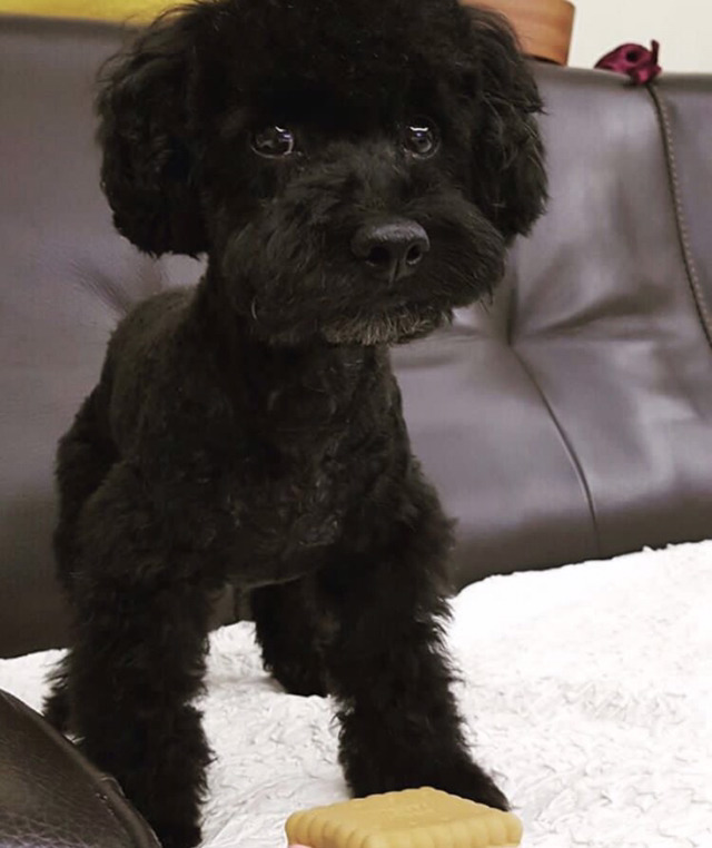 연예인들의 반려동물 | 인스티즈